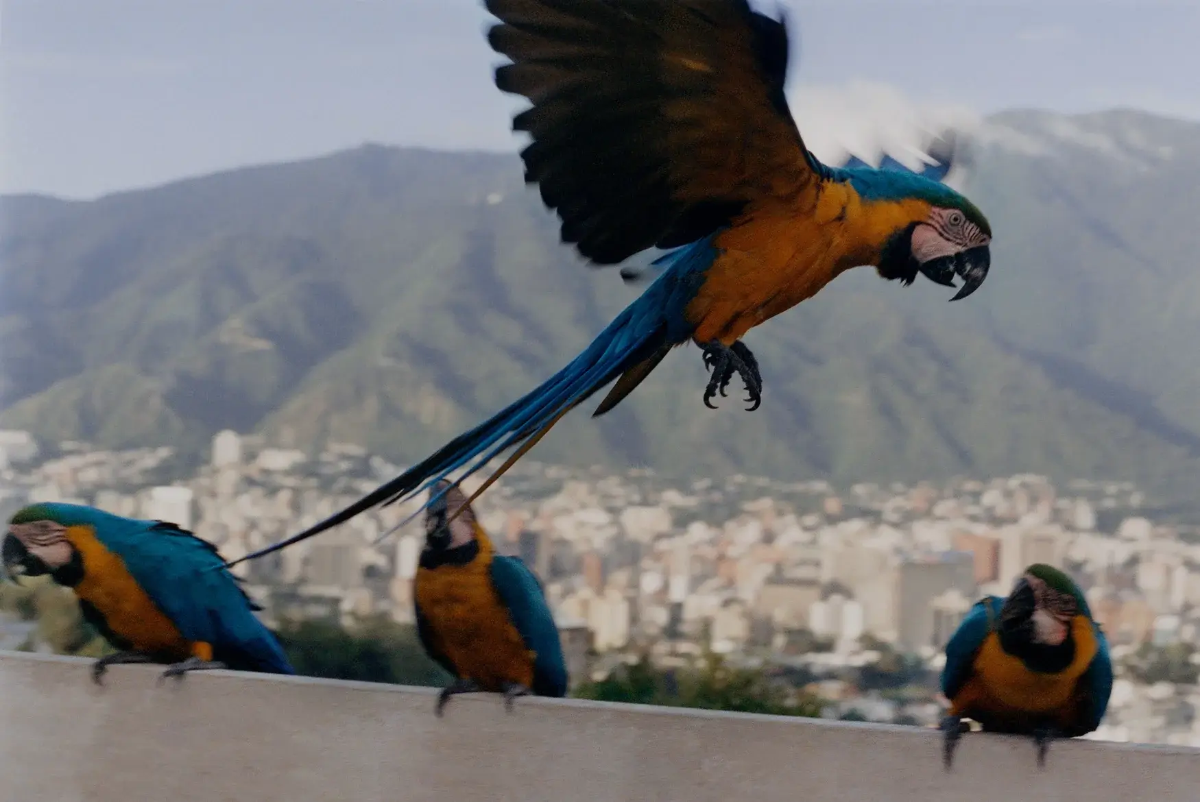 DESPERADOS POUR SOME UNUSUAL